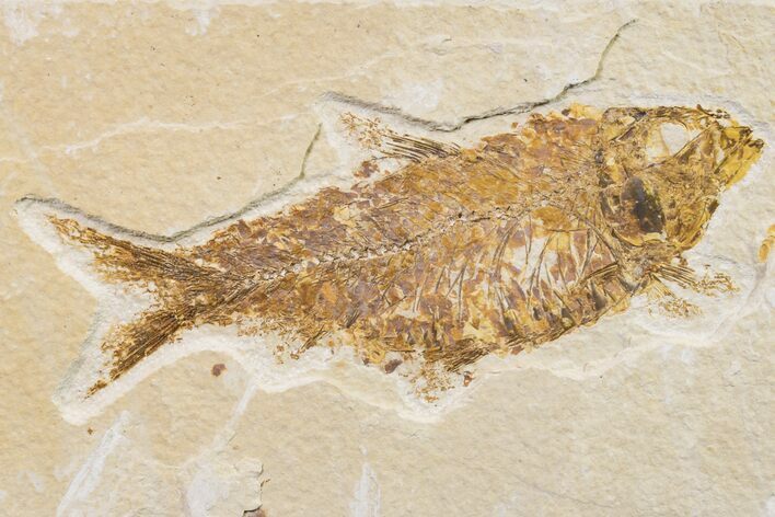 Fossil Fish (Knightia) - Wyoming #159545